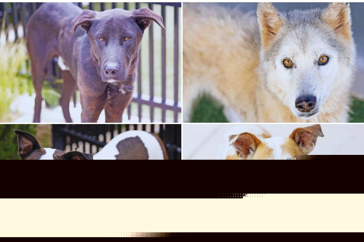 Meet This Week’s Texas Dogs of the Week Looking for Forever Homes in Abilene