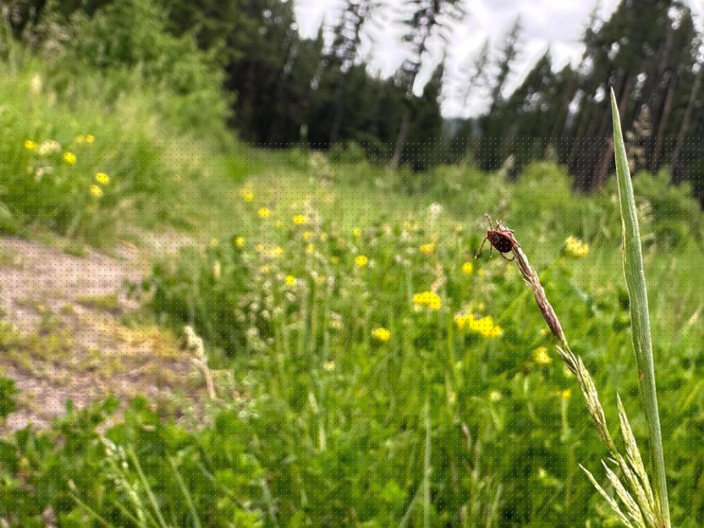 Ticks are migrating, raising disease risks if they can’t be tracked quickly enough