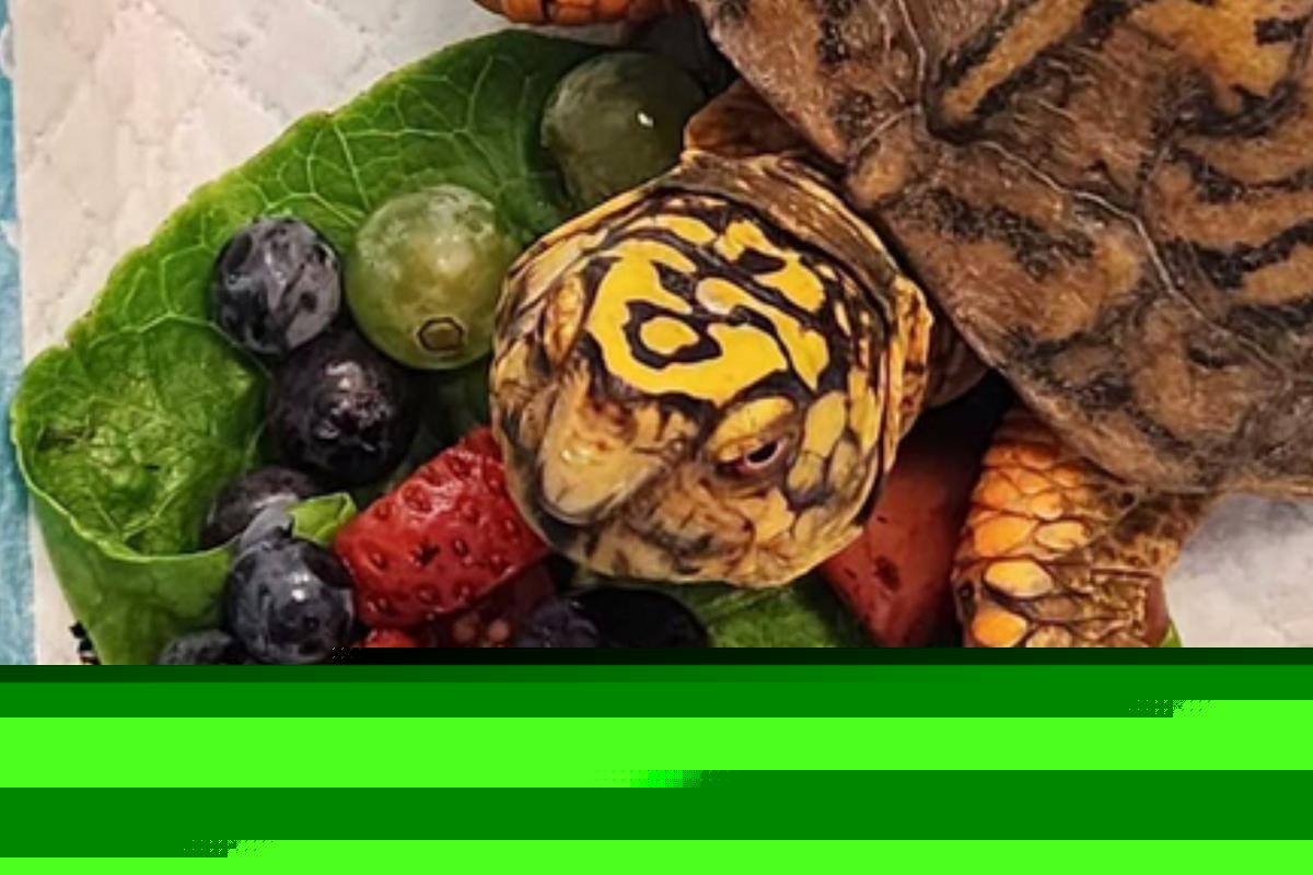 Who dumped 167 turtles? NJ rescue thanks heroes who stepped up