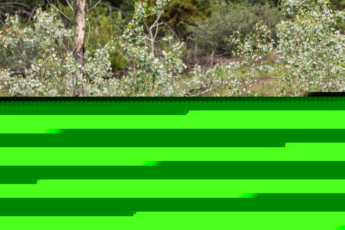 Louisiana Black Bear Hunting Lottery Applications Open Now