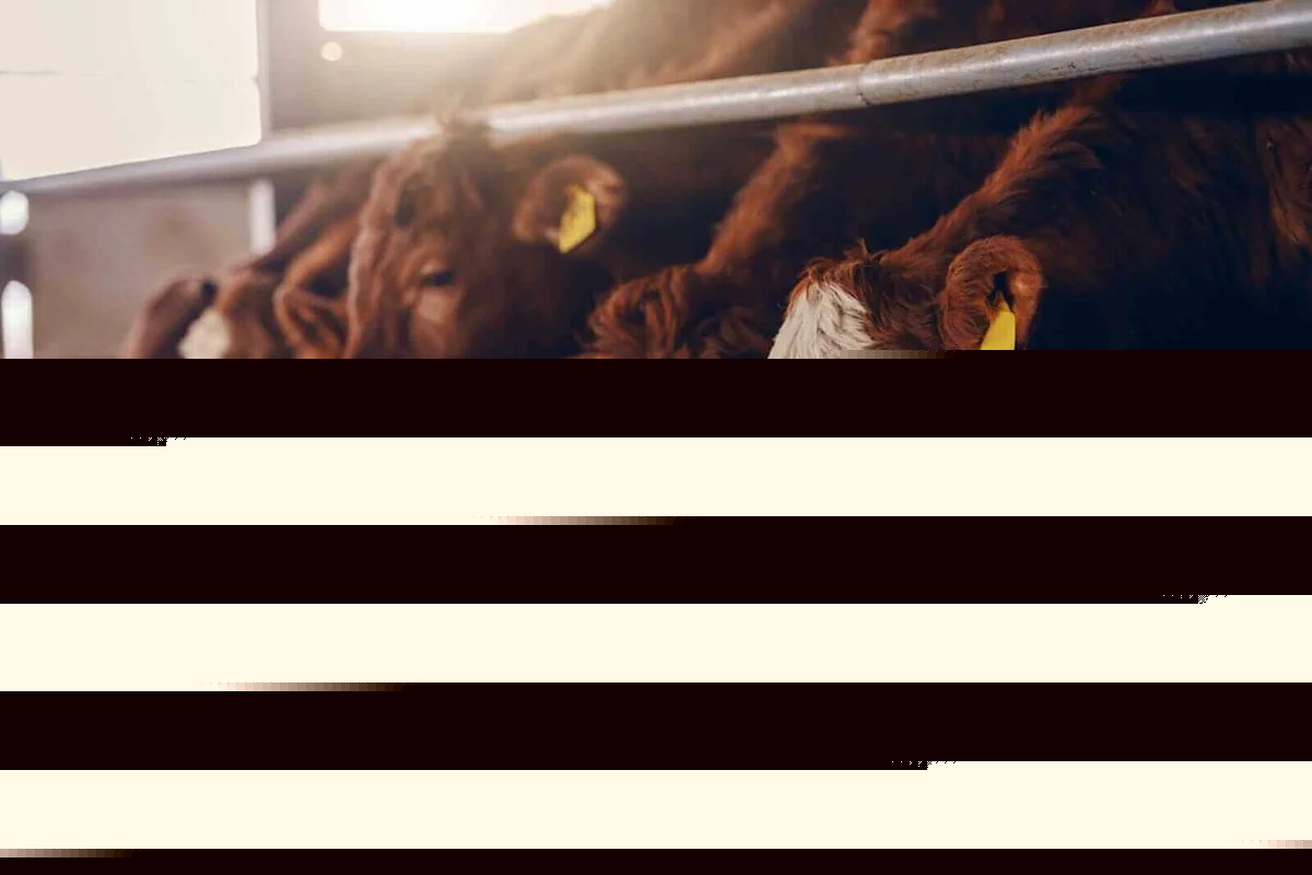 Live Cattle, Lean Hog Futures Fade as Overall Production Levels Lag