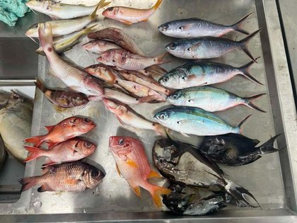 One-Third of Pacific Island Fish Contaminated With Microplastics