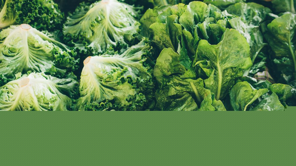 Michigan health officials say people can resume regular lettuce-eating habits as new cases of cyclosporiasis slow