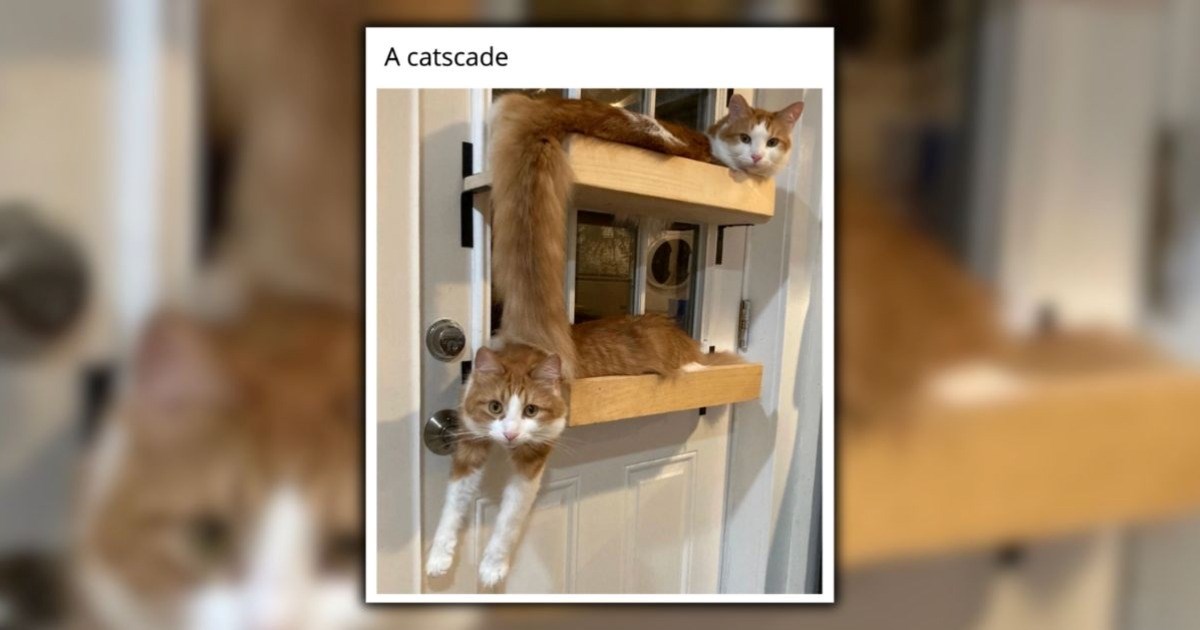 24 Cute Cat Memes for Those in Need of Some Furry Purry Feline Comedy This Winter (January 28, 2026)
