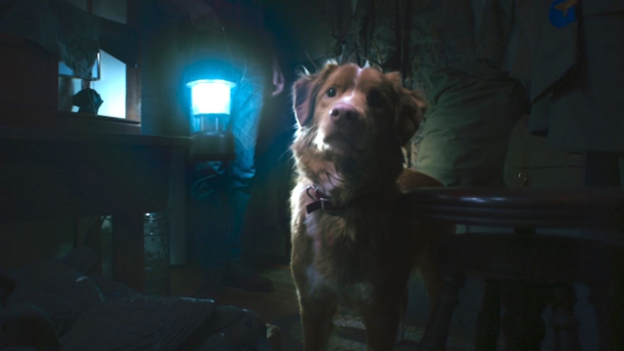 Shudder’s Latest Film ‘Good Boy’ Debuts At 93%