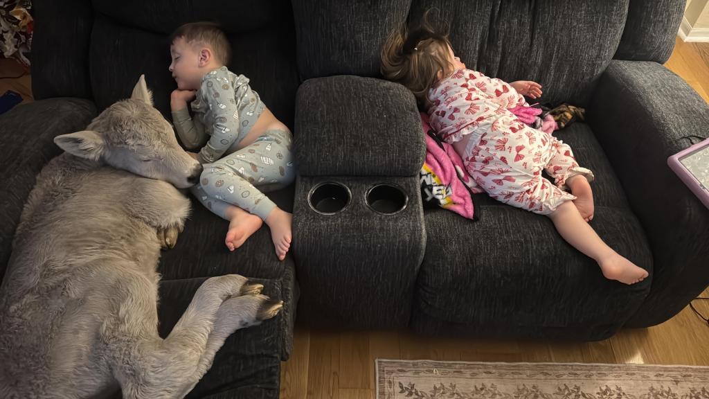 Newborn calf struggling in deep freeze brought indoors to curl up on couch