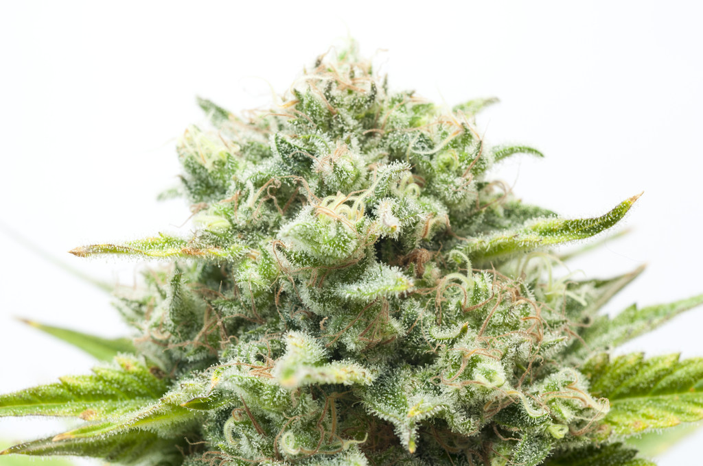 U.S. Congress: Here’s Every Lawmaker Sponsoring Legislation to End Cannabis Prohibition Nationwide