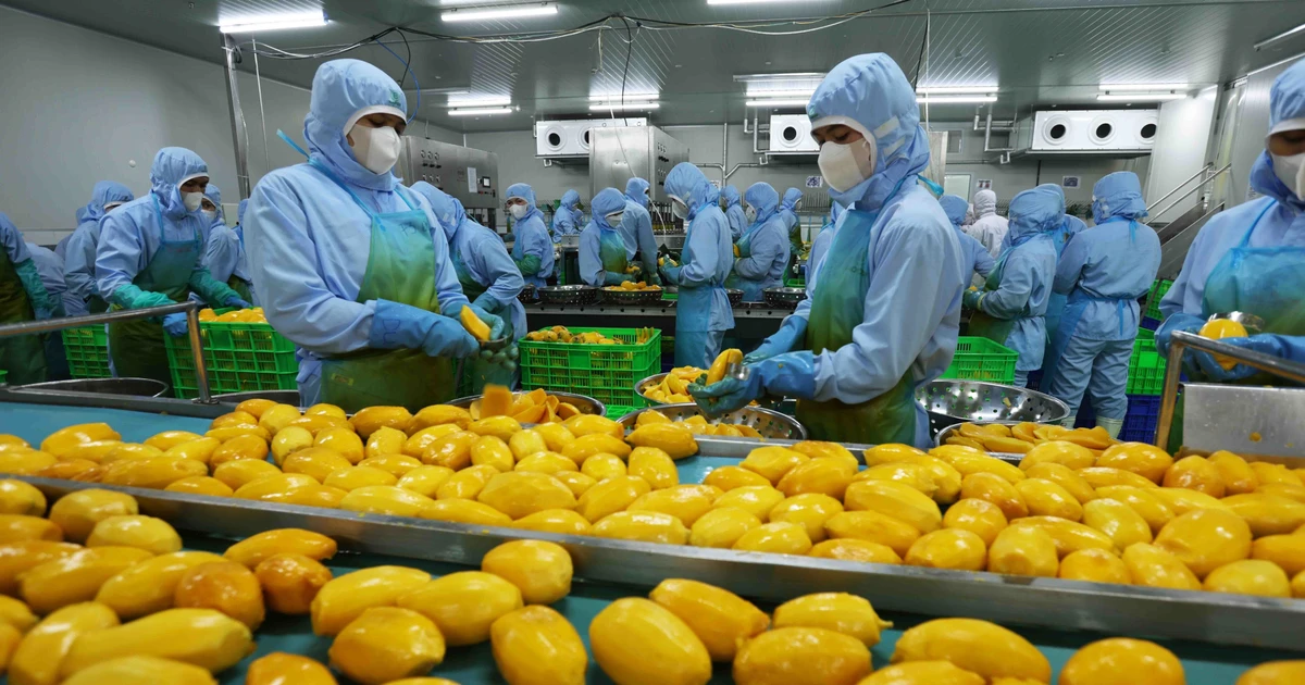 Vietnam’s fruit, vegetable exports estimated at 6.11 billion USD in nine months