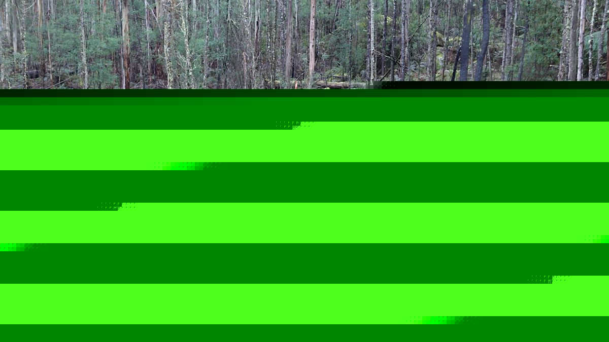 Anger ripples across Victoria after discovery in remote forest: 'Ideology gone mad'