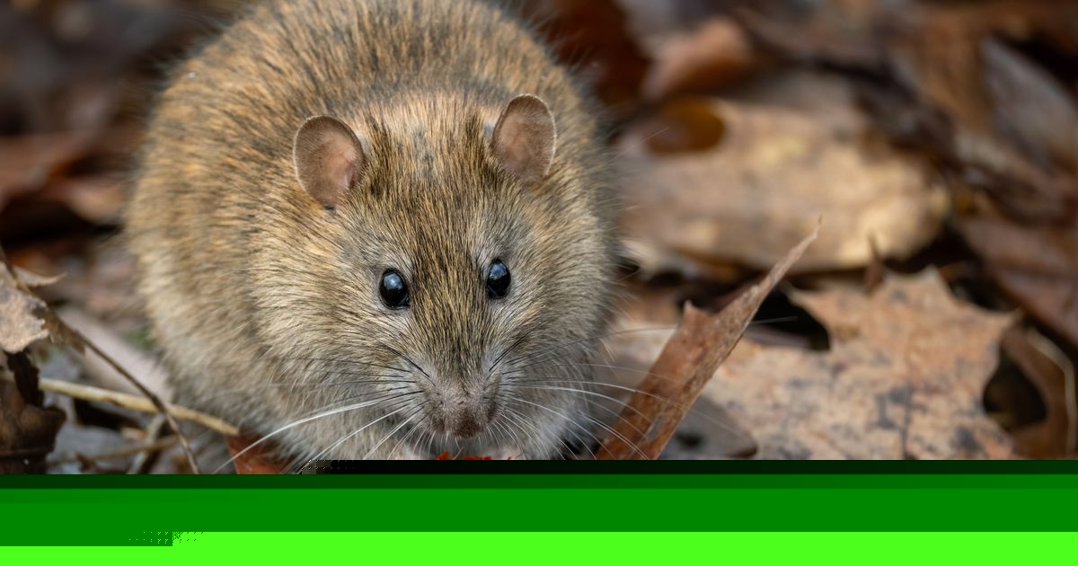 Keep rats and mice away from your home with natural smells they 'hate'
