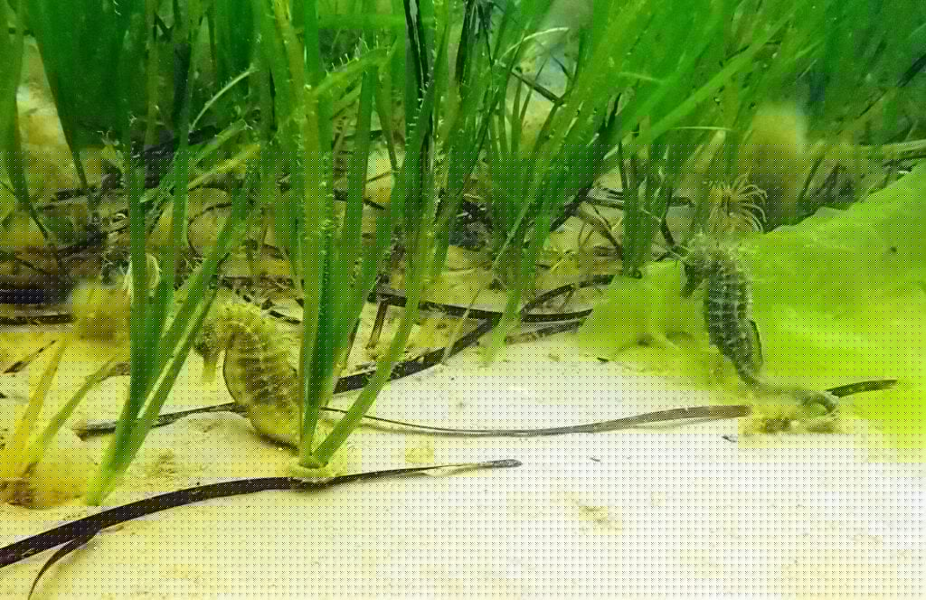 Comment on English seahorses show up mob-handed by Troy