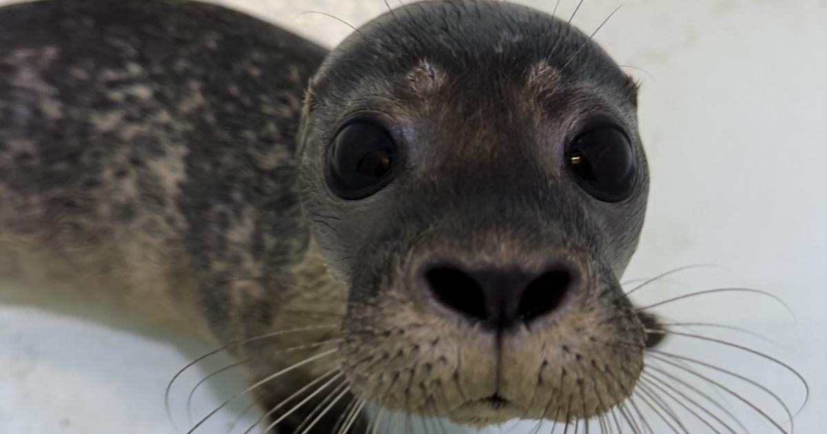 Seal pup found 'fighting for survival' after being washed up against timber groynes