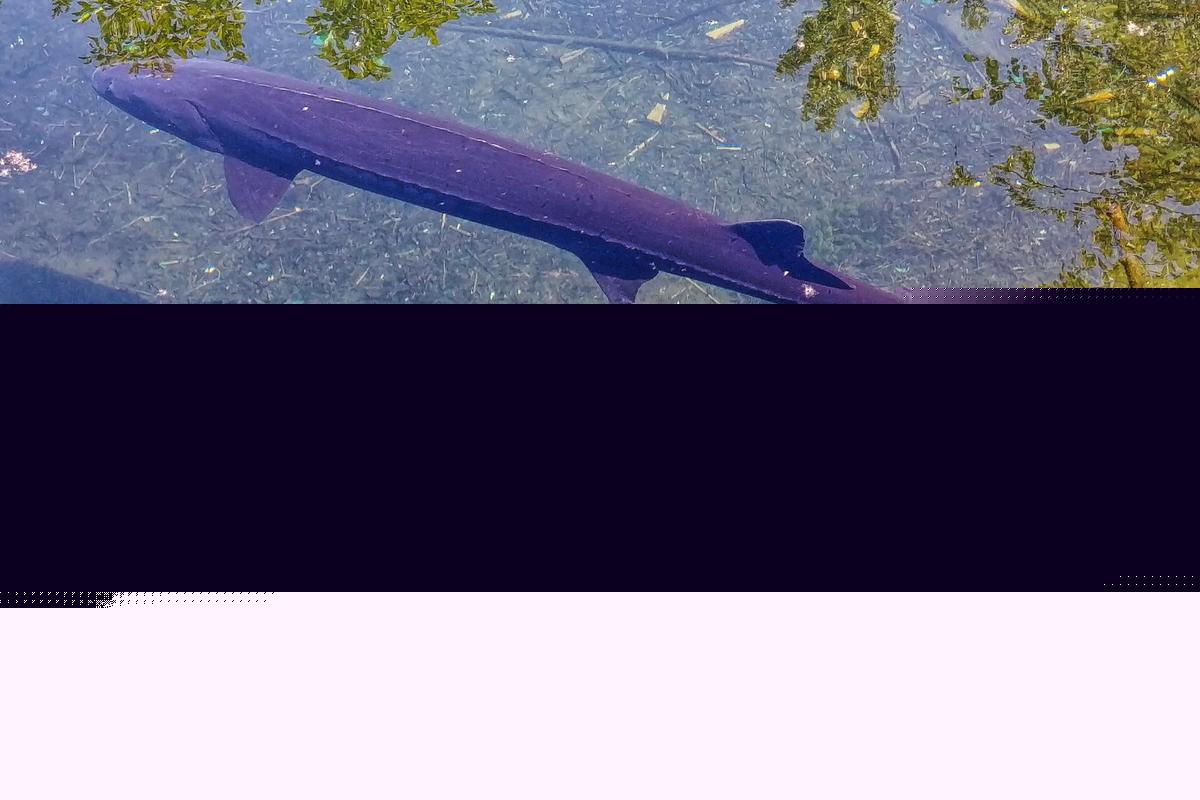 New Research Says Lake Sturgeon Could Top 400 Years