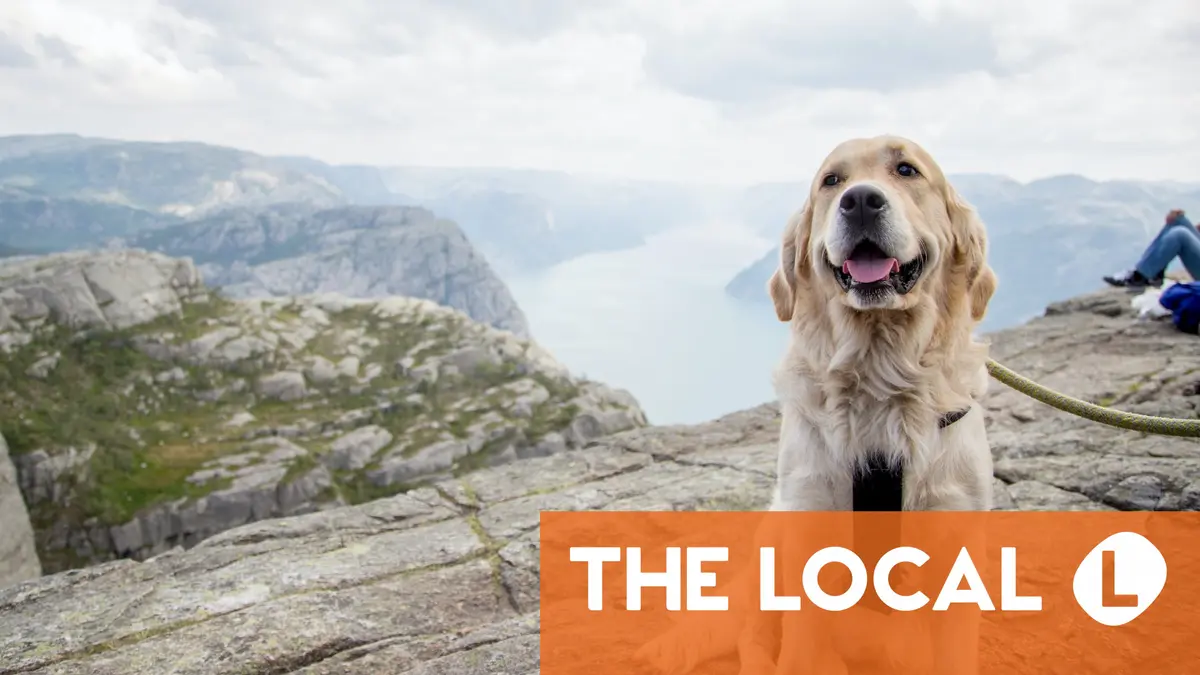 Everything you need to know about owning a dog in Norway