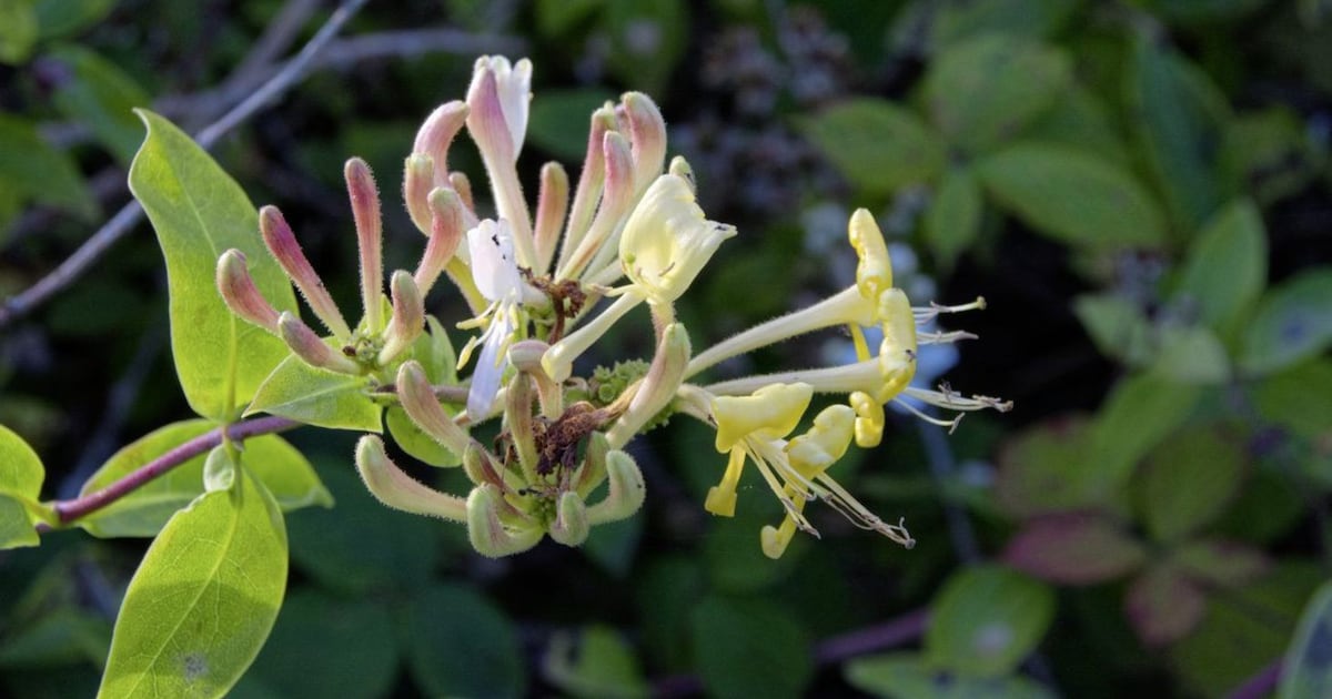 Casual Gardener: The humble honeysuckle is one of nature’s most captivating plants