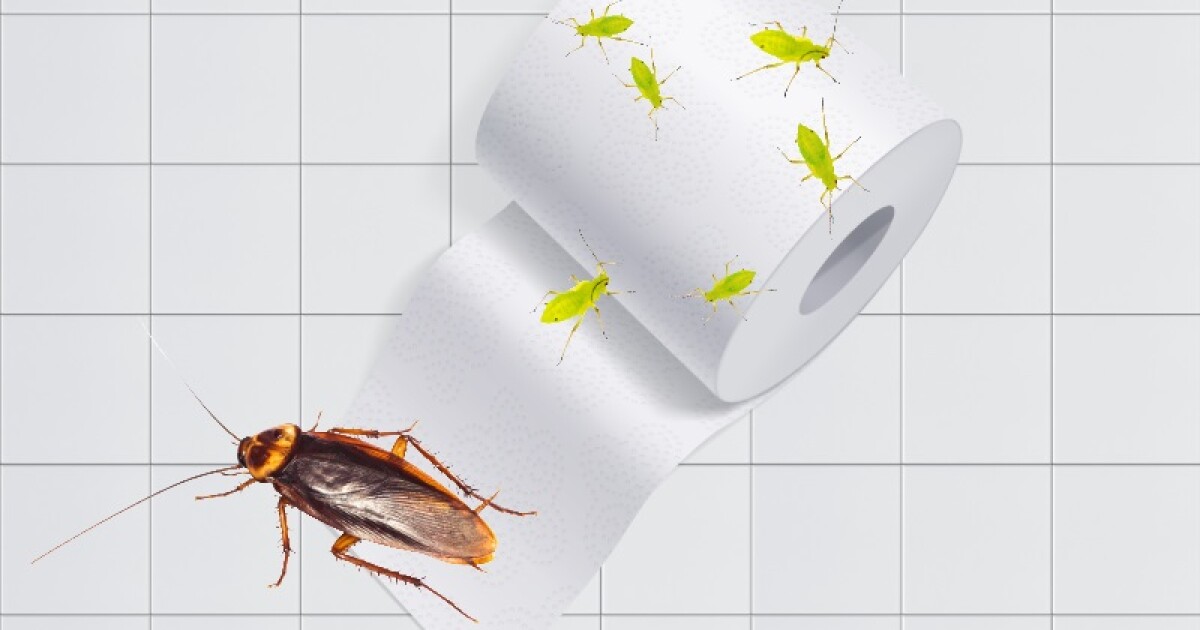 Everything you ever wanted – or never wanted – to know about insect poop habits