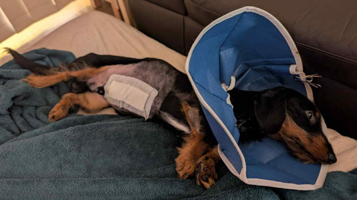 More pets being abandoned or surrendered as unexpected health expenses and cost-of-living pressures bite
