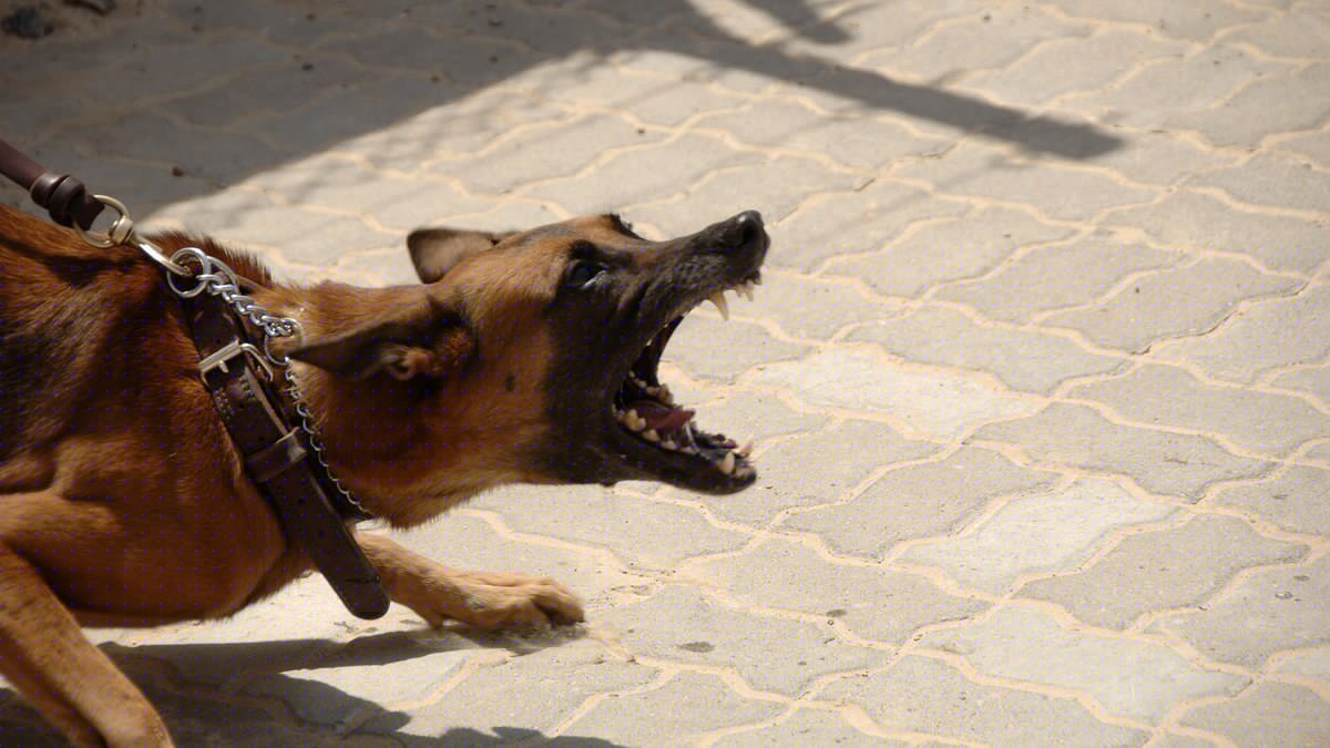 La promenade tourne au cauchemar, un homme et son animal auraient été attaqués par deux chiens non tenus en laisse, sans aucune réaction ni excuse de leur maîtresse