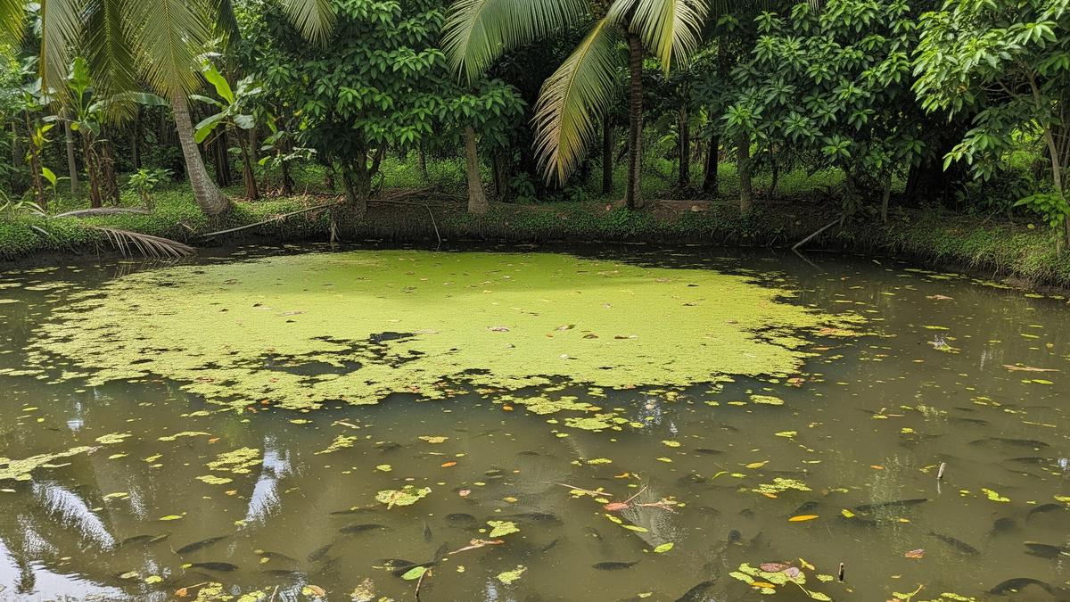 Trik Membersihkan Kolam Ternak Ikan Tanpa Menguras dan Bahan Kimia