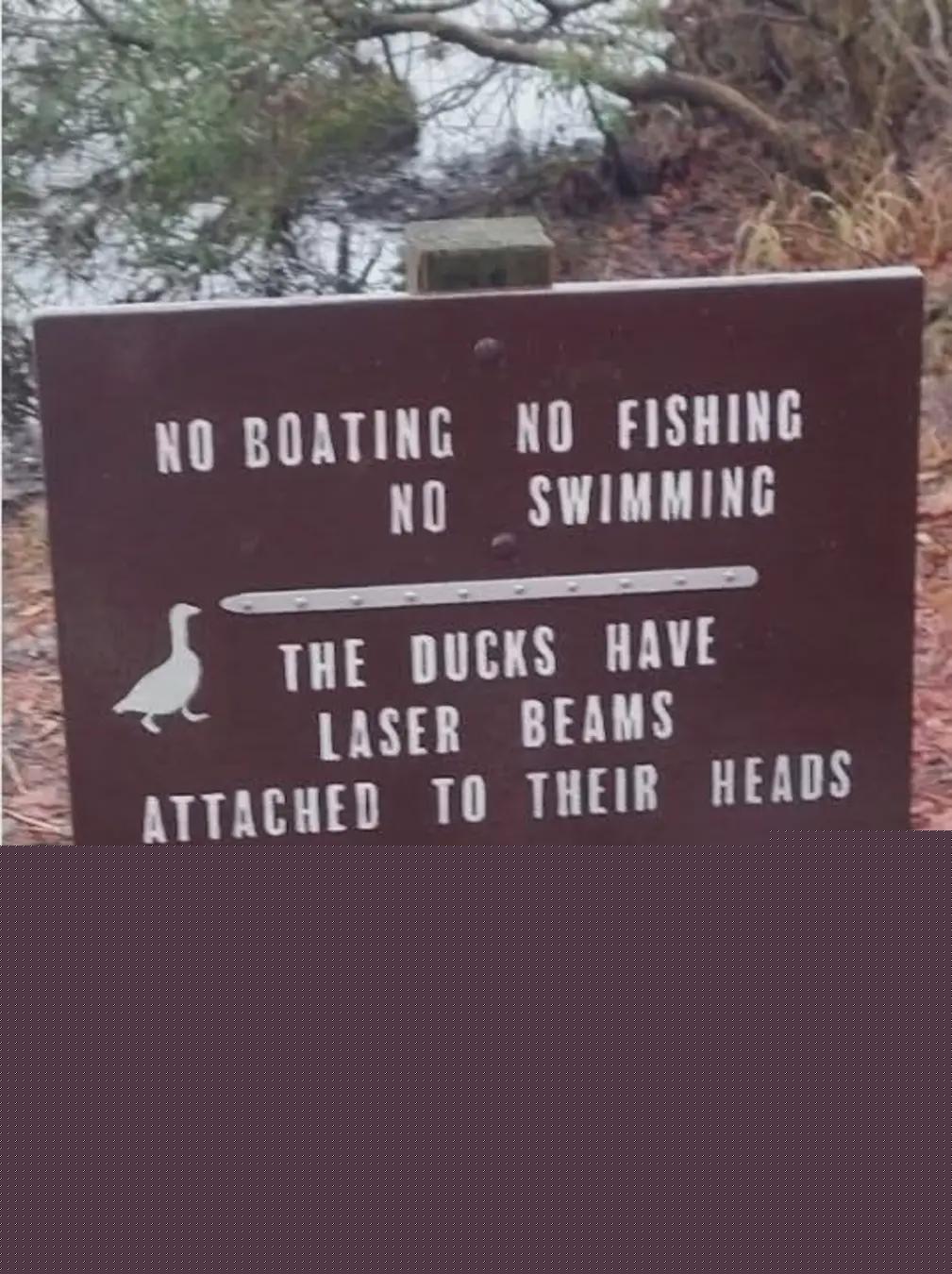 Funny Store Signs - Laser ducks