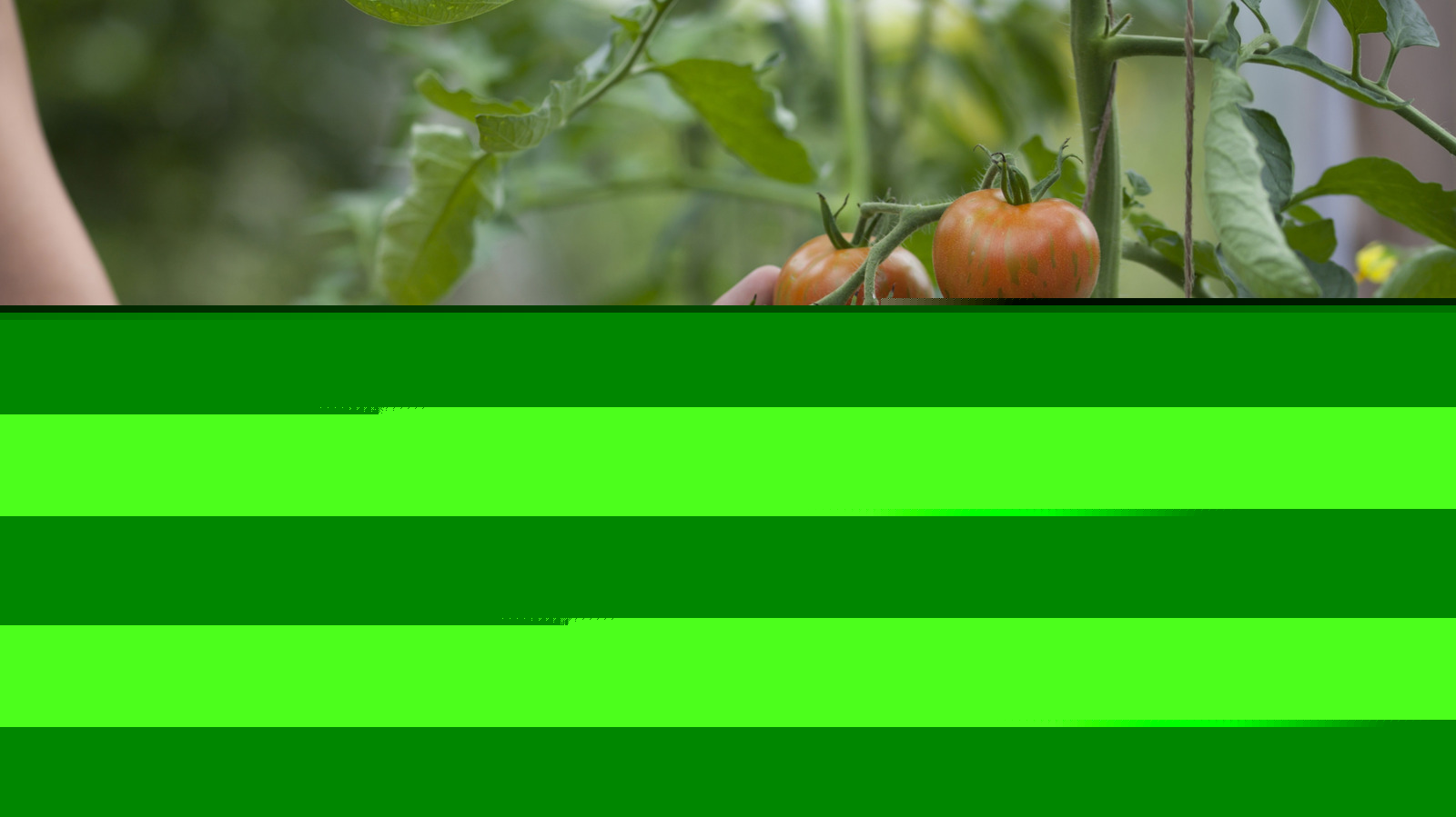 28 Homegrown Tomatoes Ranked From Hardest To Easiest To Grow