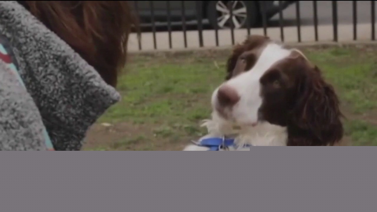Parasite threats on the rise for pets