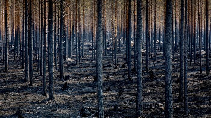 The Latest Wildfire Panic Is Refuted By Data