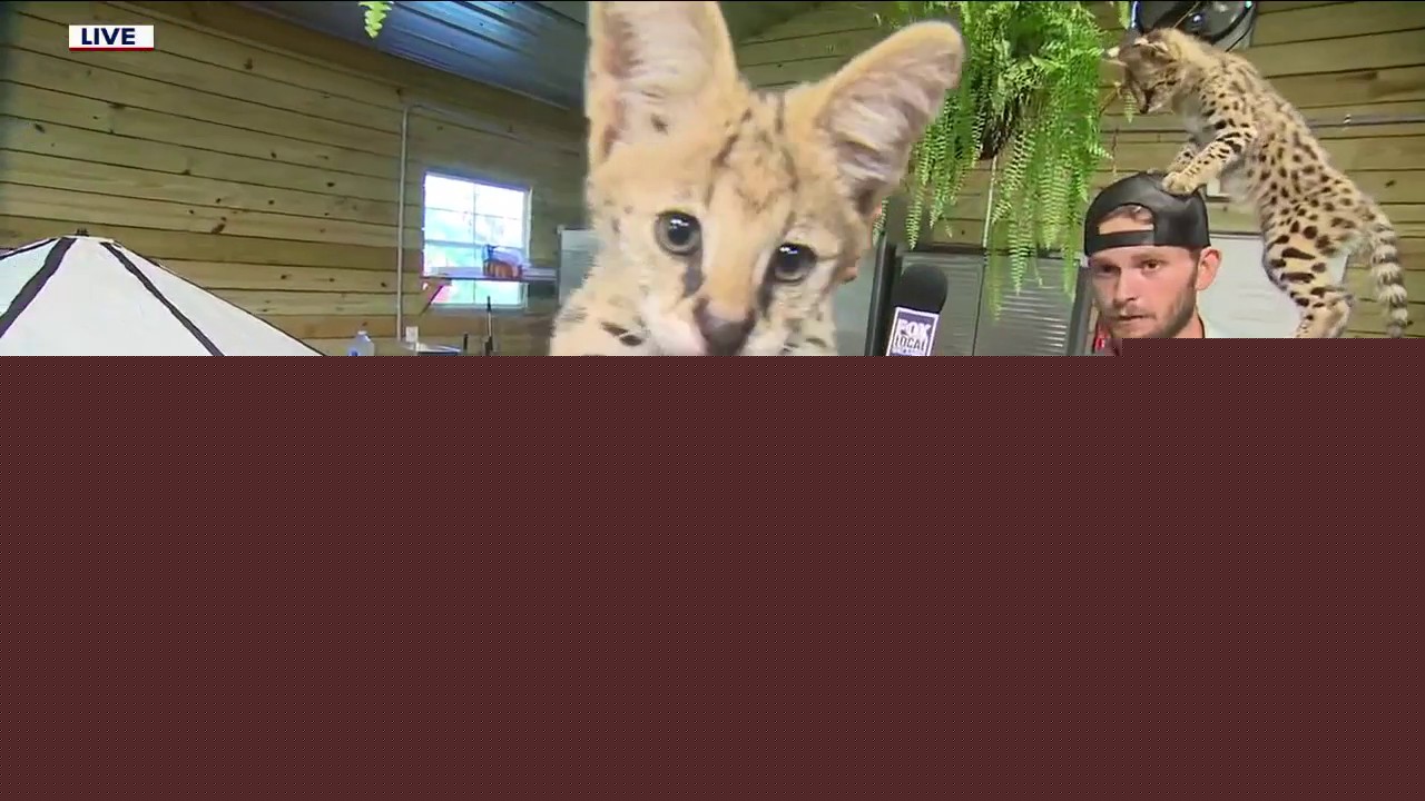 New animals arrive at Chase Sanctuary