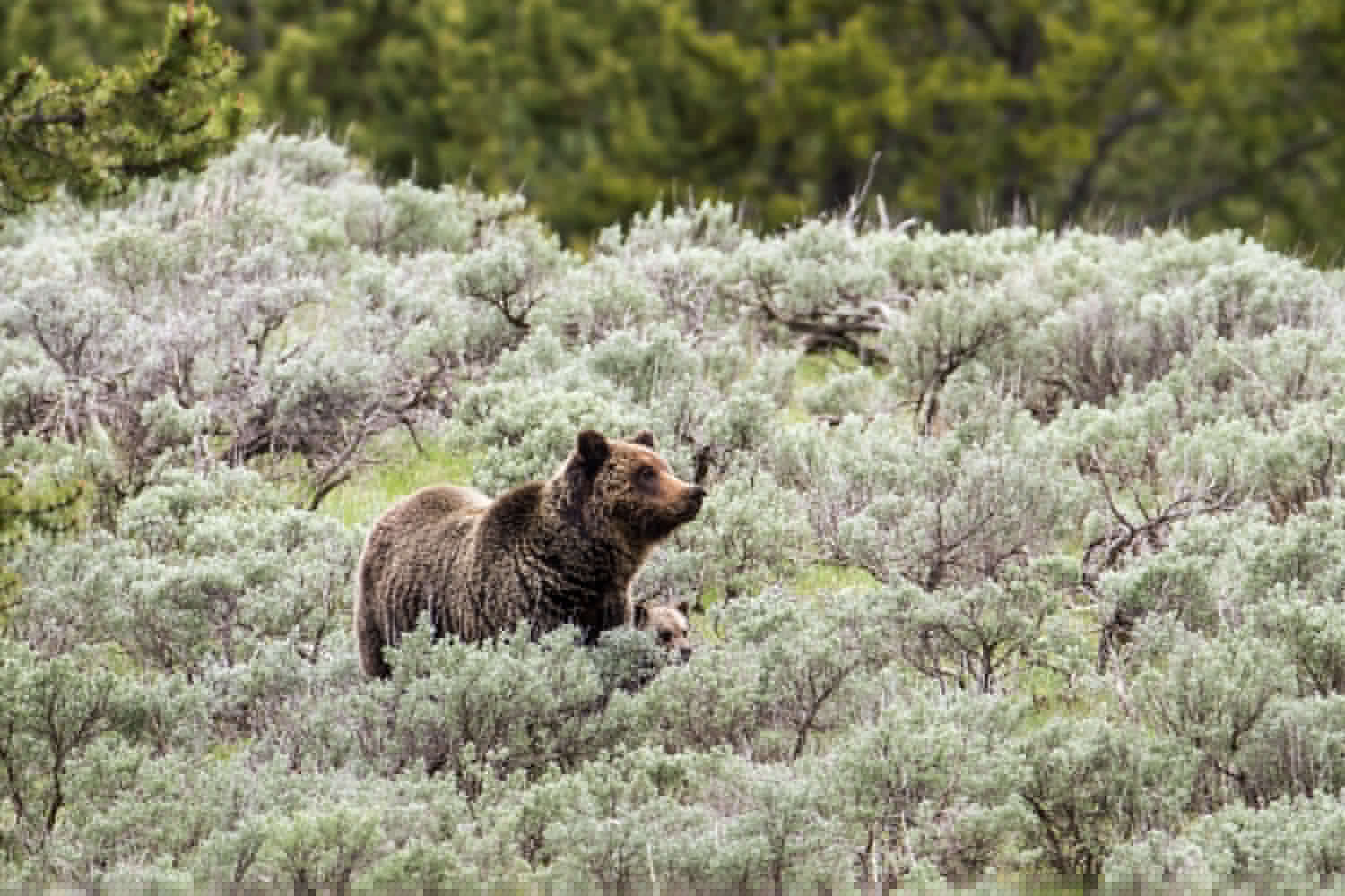 They’re on Our Flag, but Do Long-gone Grizzly Bears Belong in Modern California?