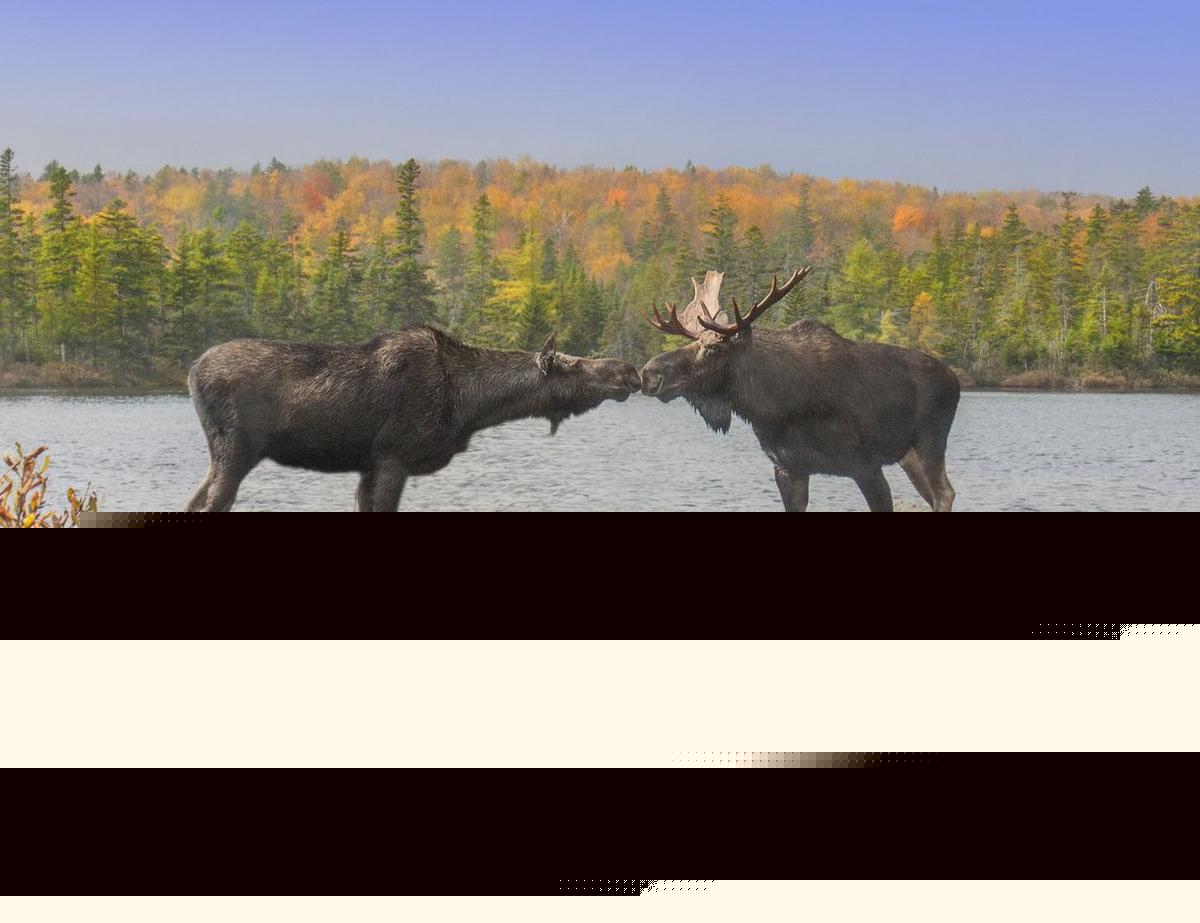 Track Peak Fall Foliage in Maine with This Updated Map