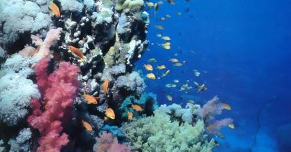 Sanganeb Marine National Park and Dungonab Bay – Mukkawar Island Marine National Park