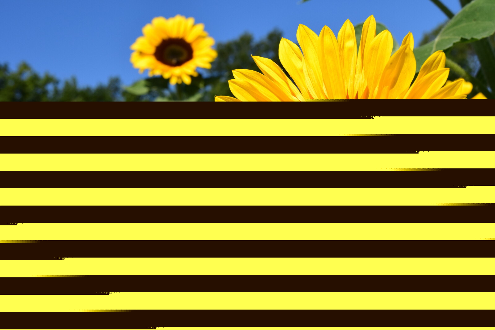 Sunflowers — Beauty, nutrition and North Dakota pride