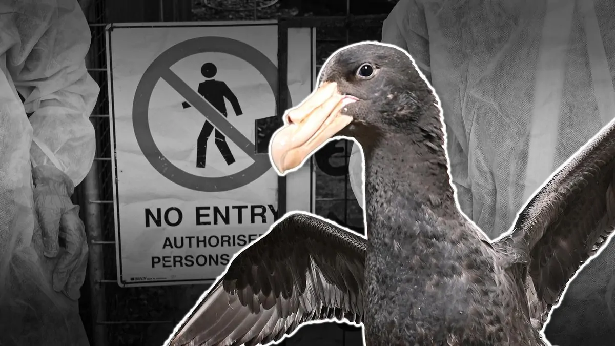 H5N1 bird flu: One in five Aussie birds face ‘high to extreme risk’ as infection spreads