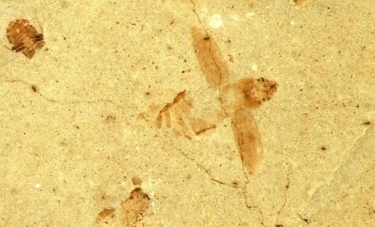 Scientists Unearthed a Fossil Bee Trapped in Pale Volcanic Sediment in Japan After More Than 2 Million Years