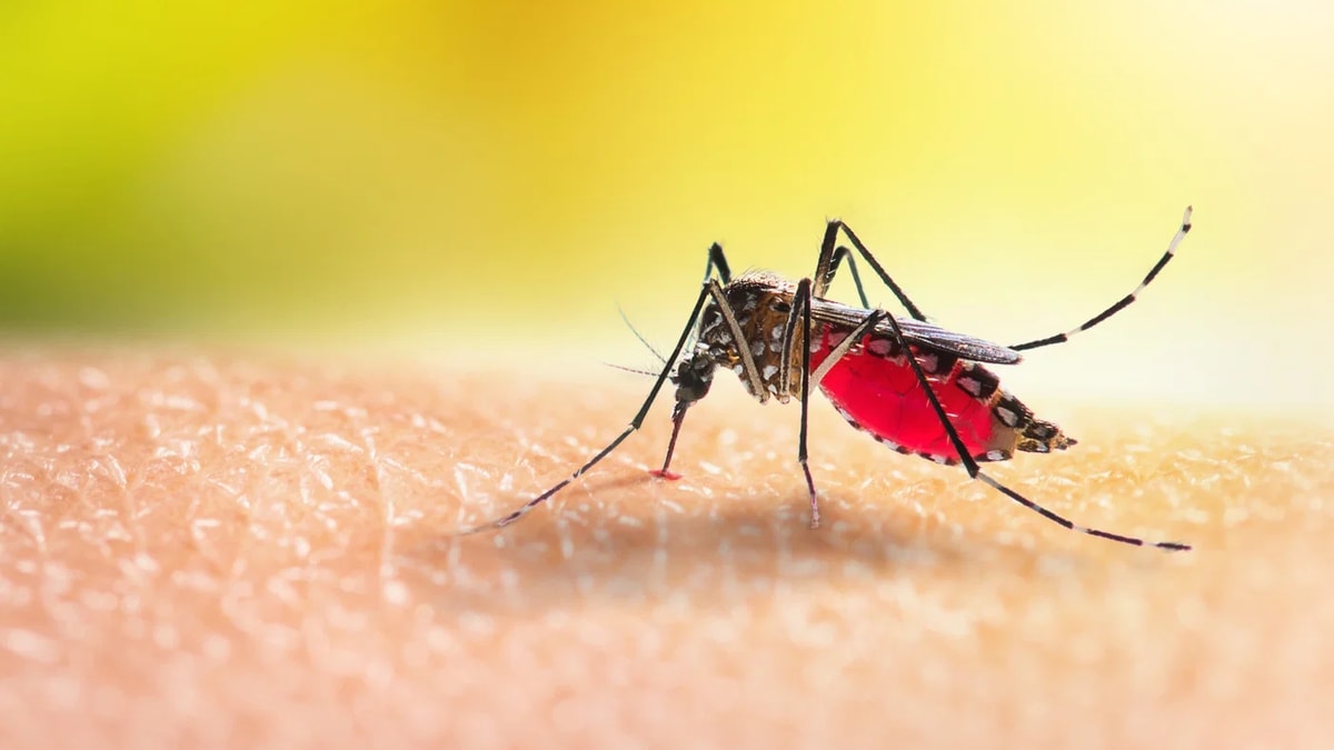 Man Dies From West Nile Fever; Infected Mosquitoes Found in Tel Aviv, Central Israel