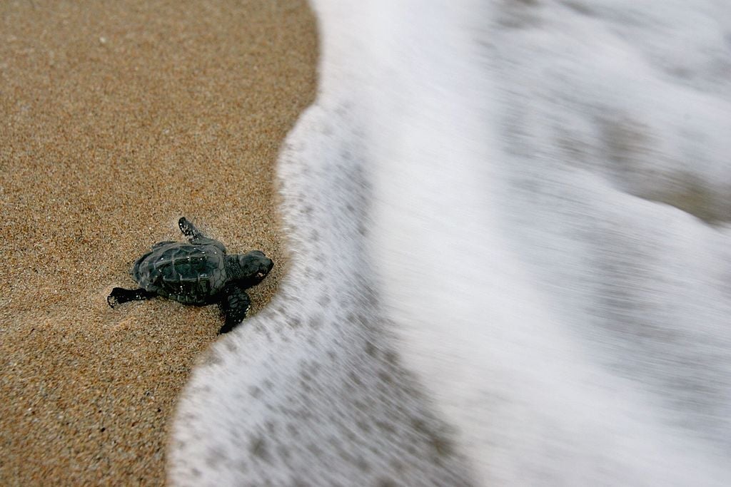 Annual Sea Turtle Race Coming Back to Orange Reservoir October 4
