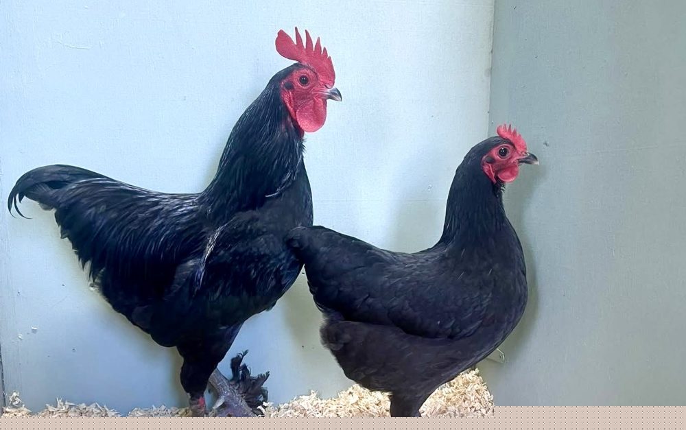 Local chicken breeders step up biosecurity measures