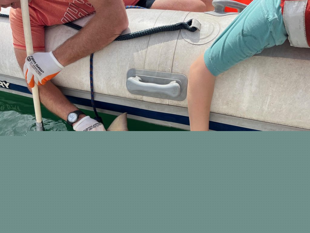 Blacktip shark nursery discovered in Hilo Bay
