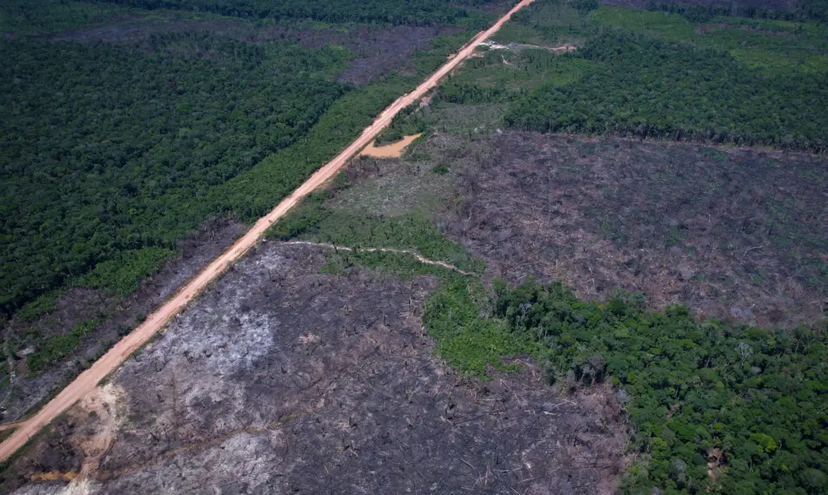 Desmatamento na Amazônia despenca para o menor nível histórico e país consolida queda em todos os biomas