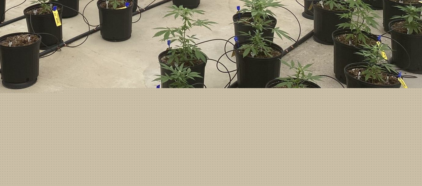 Missouri closes third-round cannabis microbusiness application window