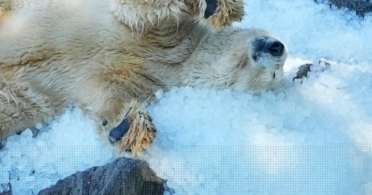 Life is ice ‘n’ easy for polar bears at Prague Zoo