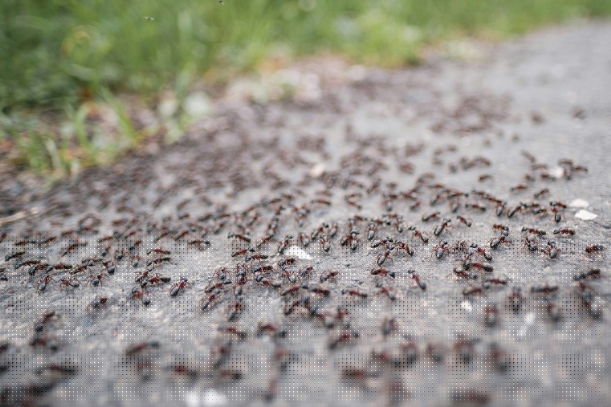 Top tips for keeping unwelcome visitors away