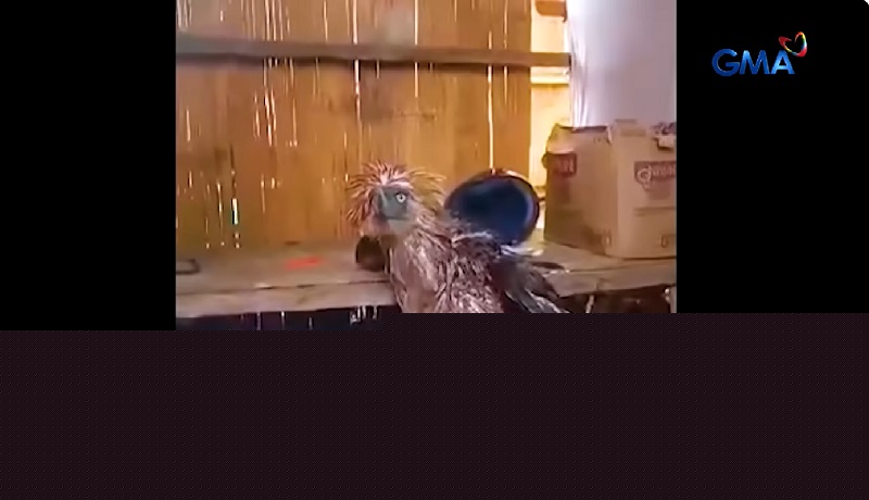 Philippine eagle na si Sawaga-Dalwangan, inatake nga ba mga unggoy o binaril ng tao?