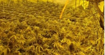 Discovery of cannabis farm sees man charged