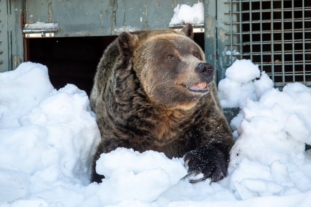 Grinder, one of two beloved grizzly bears on Grouse Mountain, dies (Metro Vancouver)