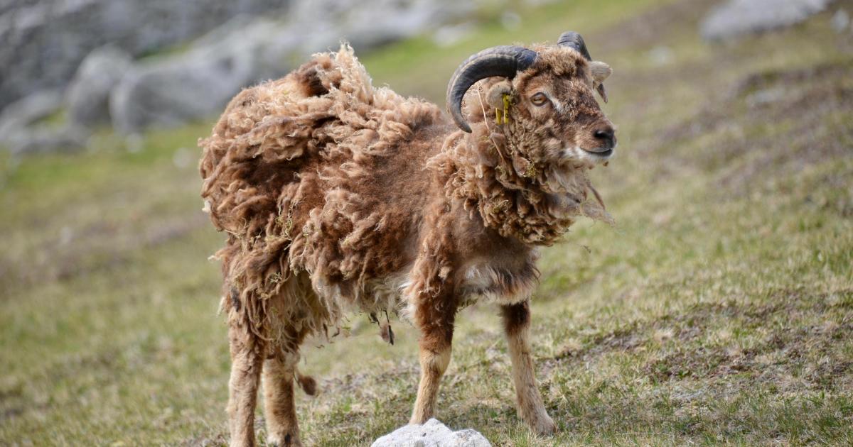 Scottish vets press for action on starving St Kilda Soay sheep