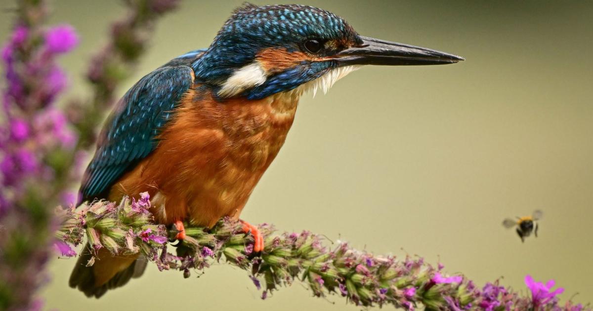 Photographs capture the 'colours of summer' across Sussex