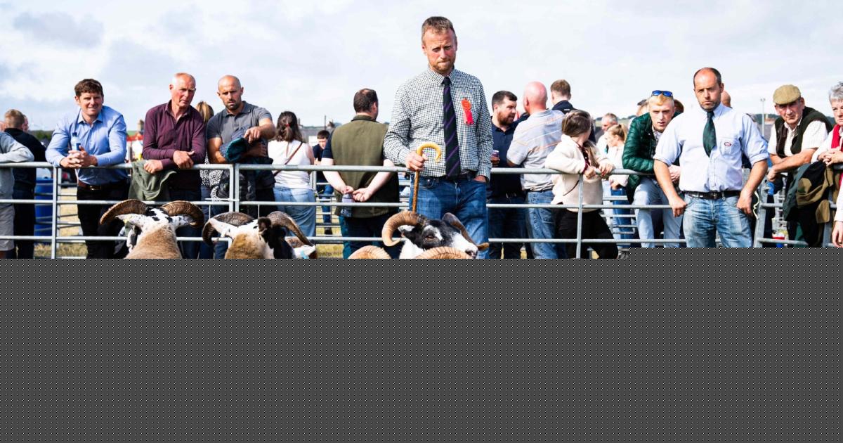 Inside the Blackface sheep judging at Stranraer Show