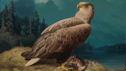 After Hundreds Of Years, This Rare Bird Species Is Back, And Scientists Are Thrilled