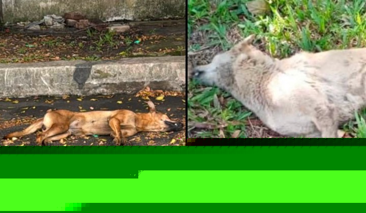 50 Dogs Poisoned In One Month At Kajang Industrial Estate, Businessman Offers RM1,000 Reward To Find Culprit